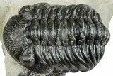 Pair Of Austerops Trilobite - Visible Eye Facets #254547-6